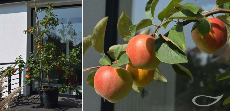 Obstbäume pflanzen Unsere Baumschule hat Obst