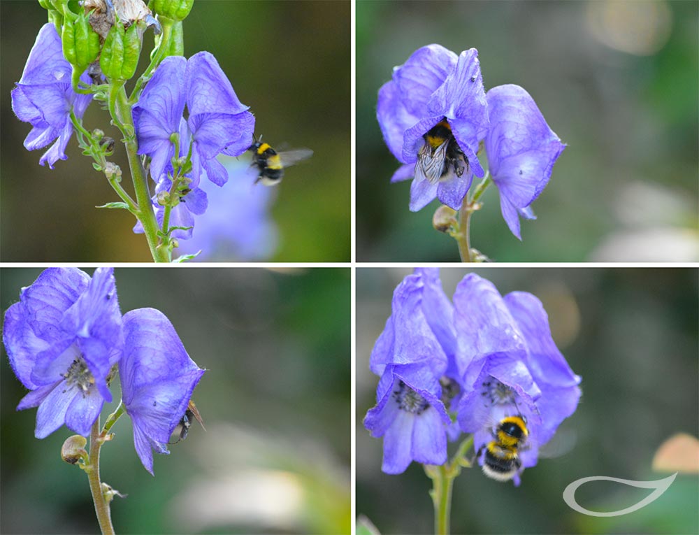 Insektenfreundlicher Garten Gut für Bienen, Hummeln, Schmetterlinge