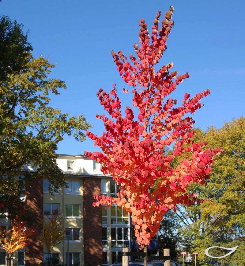 Herbstfärbung 16 schöne Gehölze für den Herbstgarten