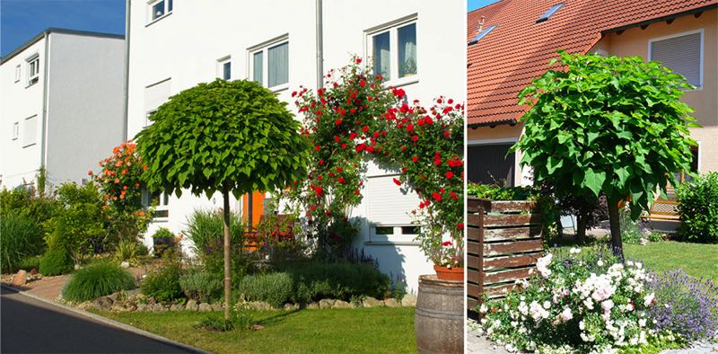Kugelbäume 12 schöne Kleinbäume statt keine Bäume
