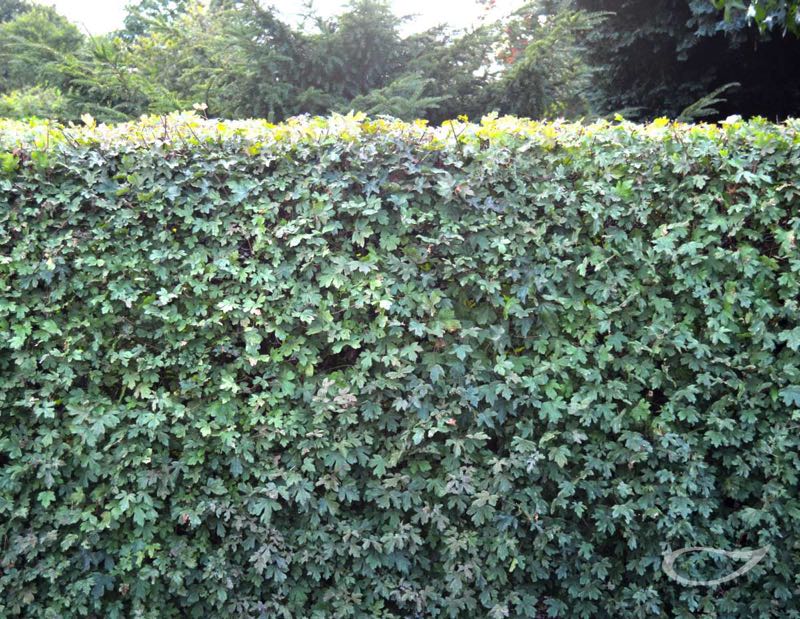 Die 15 besten Heckenpflanzen Die richtige Hecke pflanzen