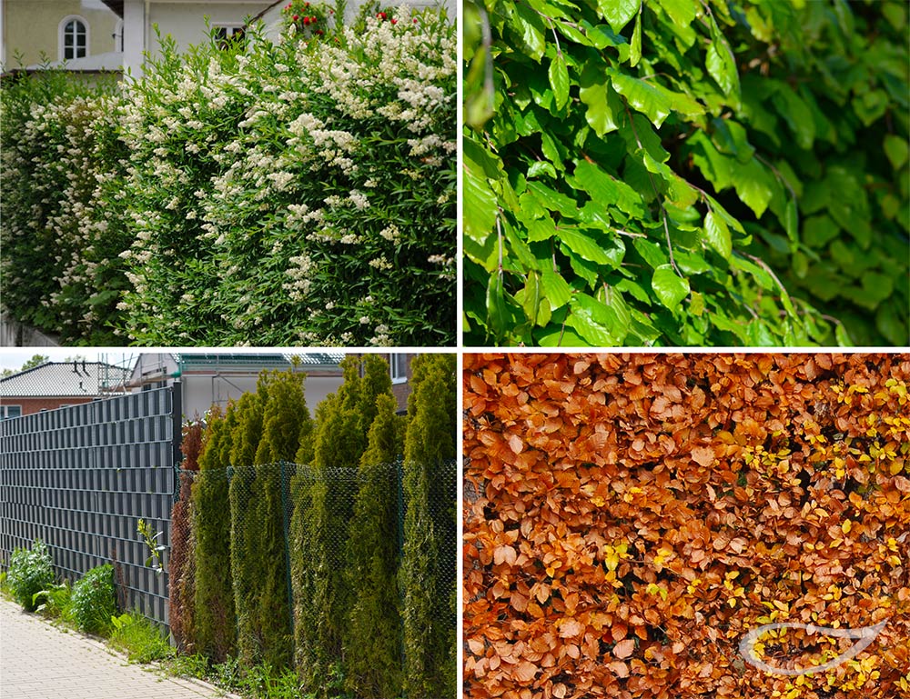 Böse Hecken Verbot von Thuja und Kirschlorbeer?