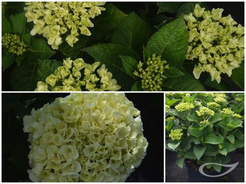 Hydrangea-Ball-Bright-White