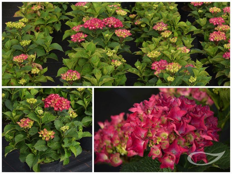 Hydrangea-Ball-Red-Beauty-Rosa