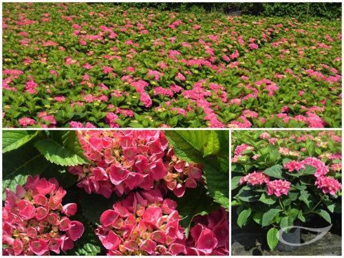 Hydrangea-Ball-Schoene-Bauznerin