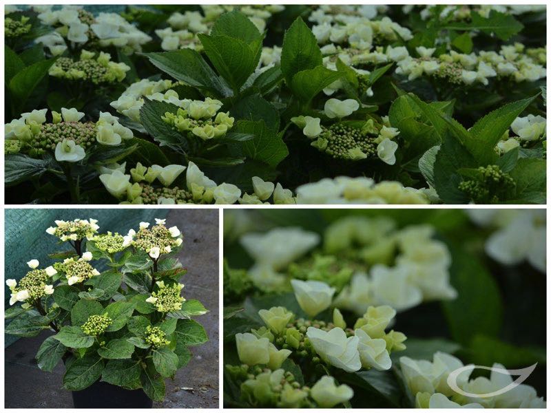 Hydrangea-Teller-Benxi-weiss