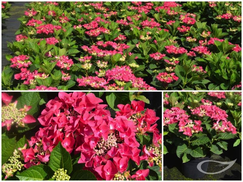 Hydrangea-Teller-Frisbee-Hot-Pink-2