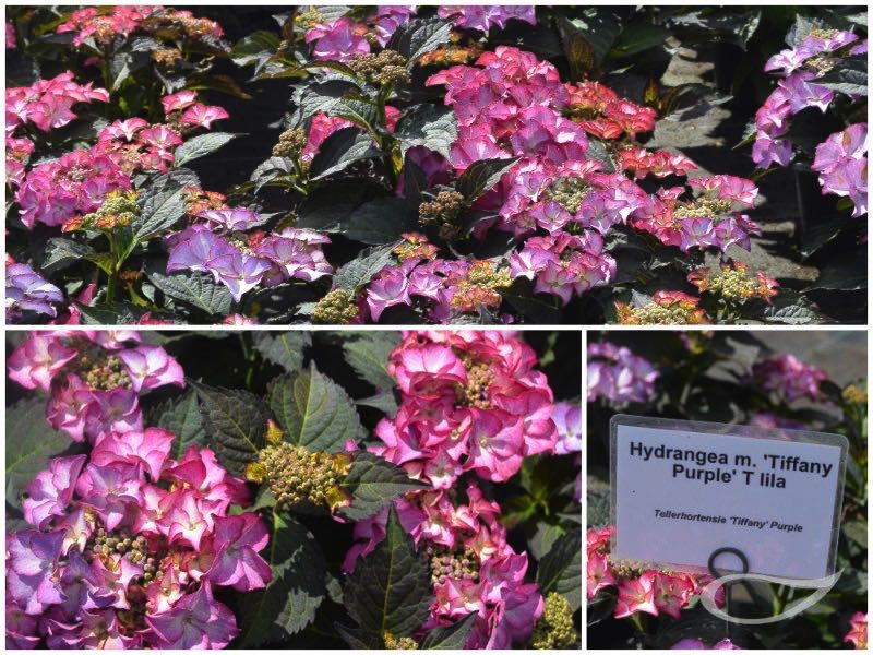 Hydrangea-Teller-Tiffany-Purple-2