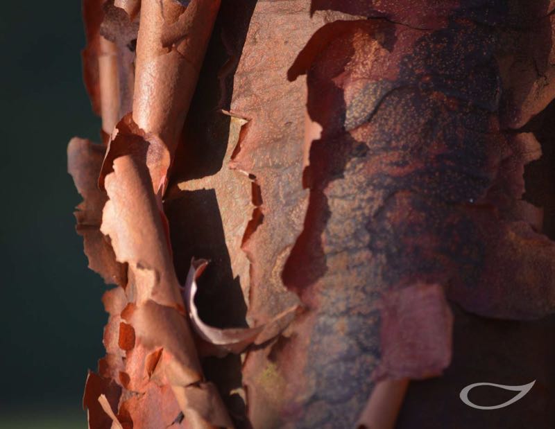 Wintergehölze: Acer griseum Zimt-Ahorn Detail Rinde