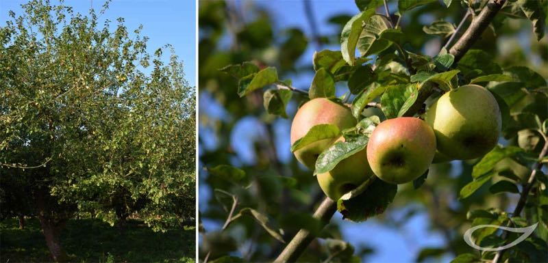 Apfelbaum Prinz Albrecht von Preußen