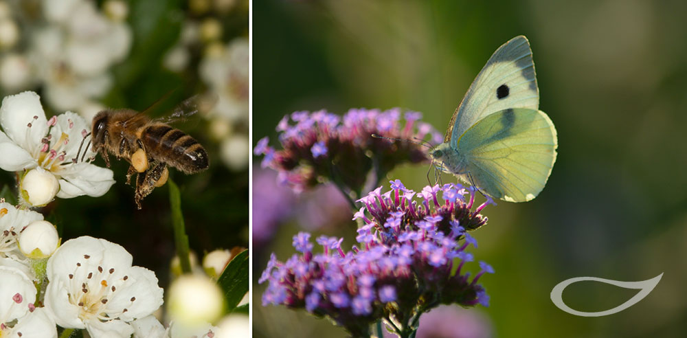 Nahrung für Bienen: Pollen und Nektar