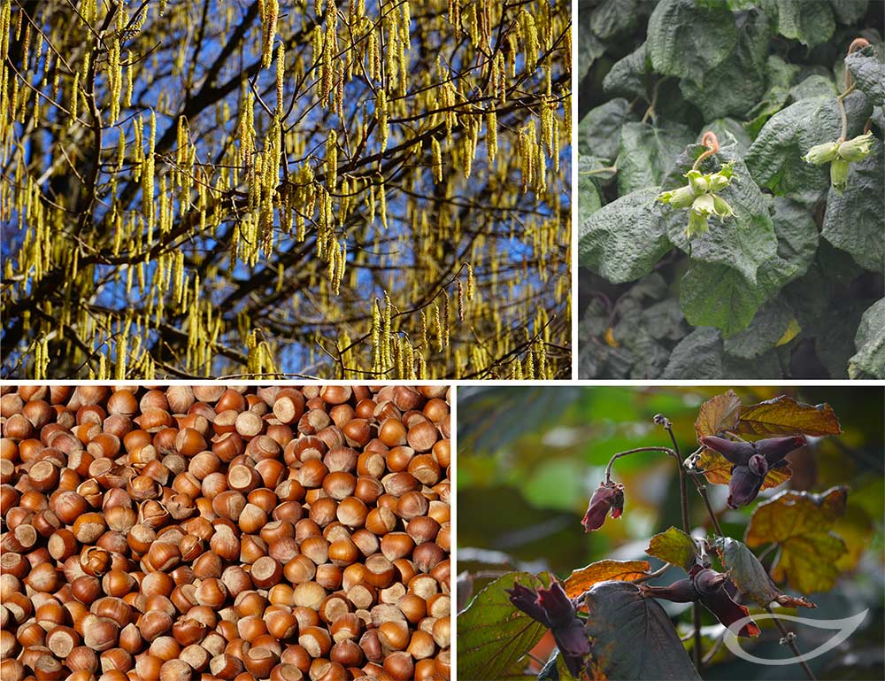 Corylus avellana Haselnuss von der Blüte bis zur Nuss