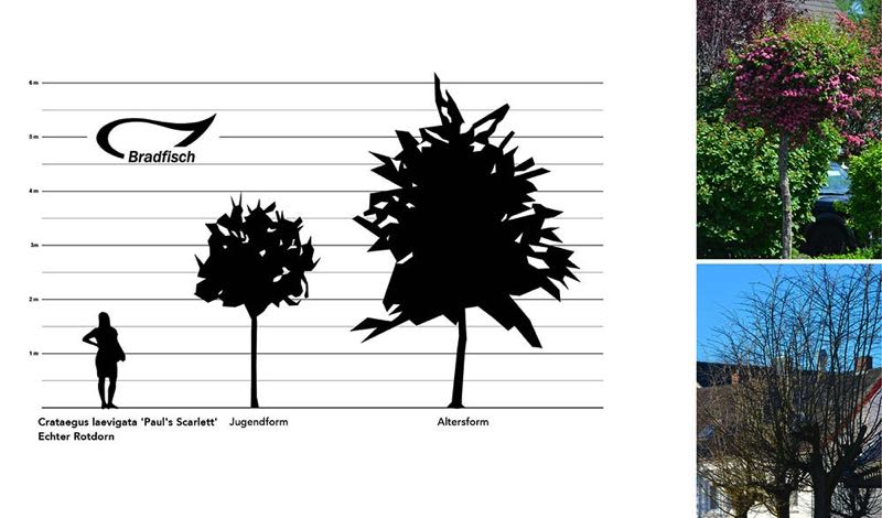 Crataegus x laevigata Paul’s Scarlett Rotdorn Größengrafik