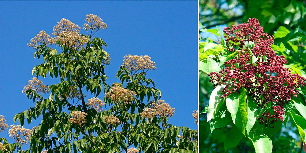 Euodia danielii Bienenbaum