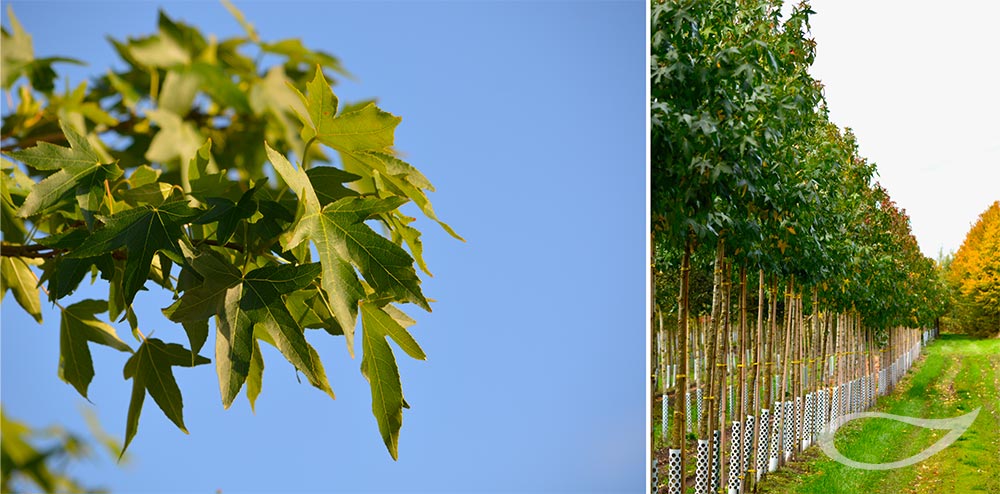 Liquidambar styraciflua (Freiland)