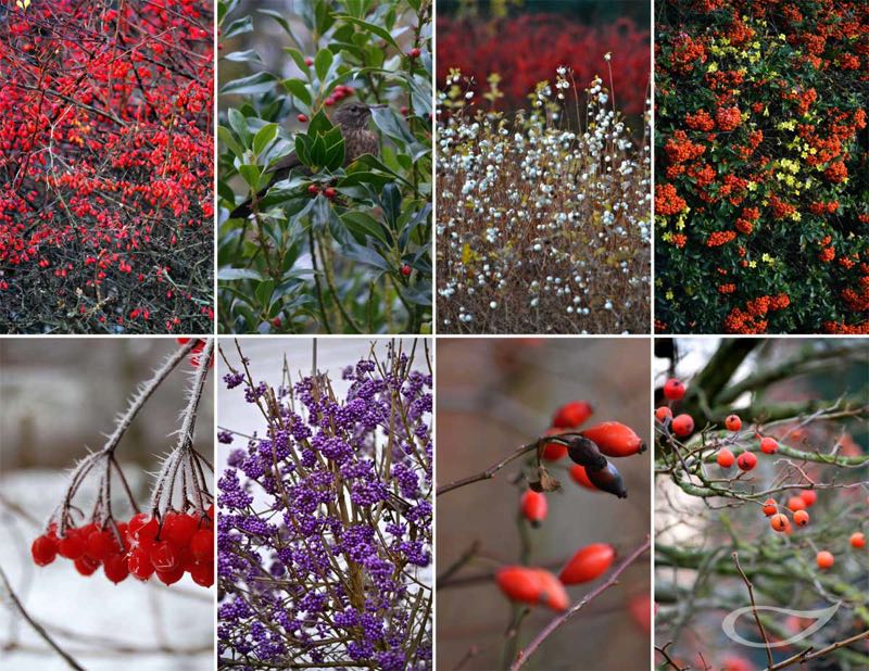 Wintergehölze: Gehölze mit Fruchtschmuck