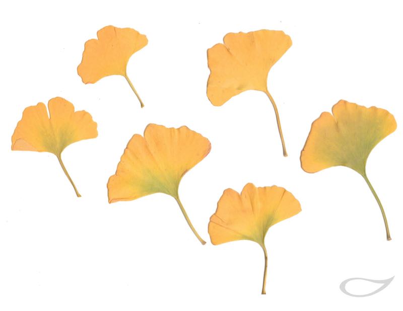 Ginkgo biloba Herbstfärber Herbstfärbung