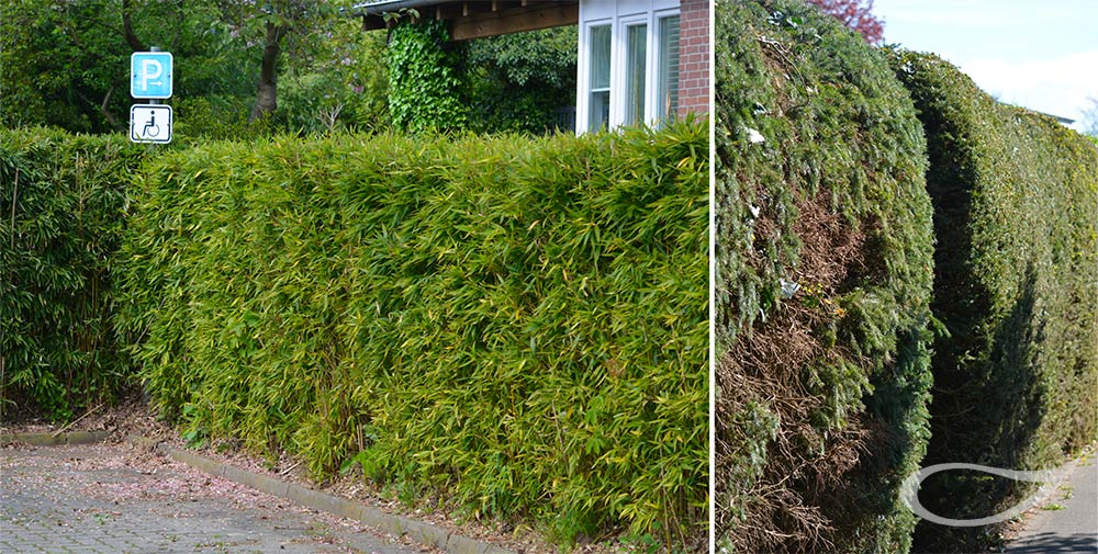 Immergrüne und ungiftige Heckenpflanzen