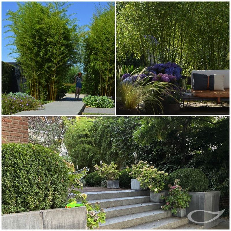 Phyllostachys als Schattenspender