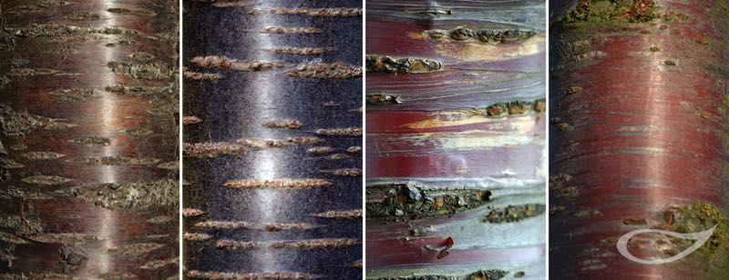 Wintergehölze: Rinden Prunus-Arten